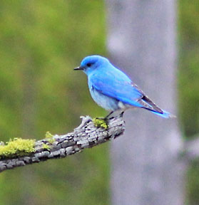 mountain blue 2 graphic